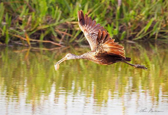 "Tasty Morsel" Limpkin, Florida