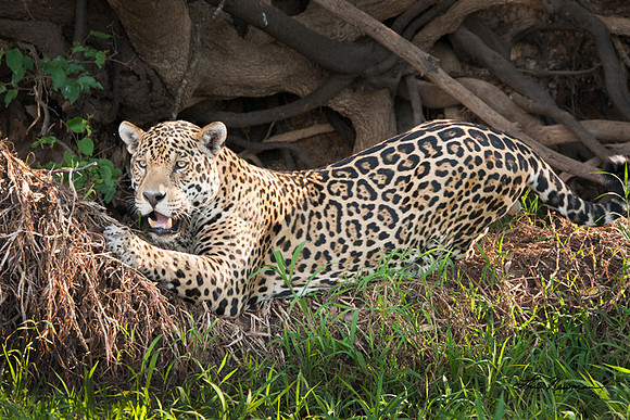 "ScratchingPost" Pantanal Jaguar