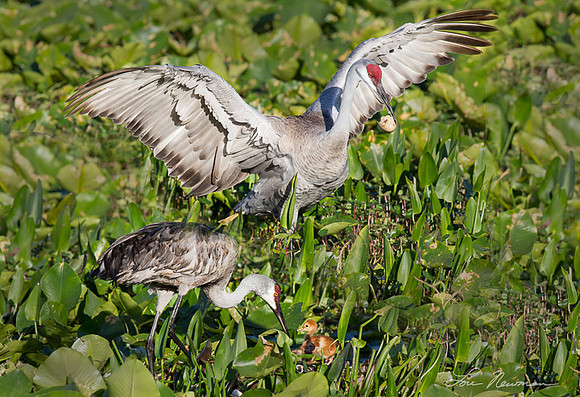 Destroy The Evidence - Sandhill Cranes - Florida