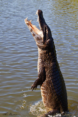 "High Jump" Caiman