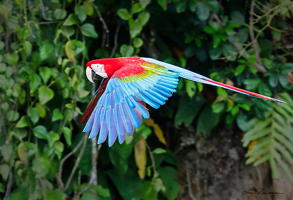 “Fly-by”  –   Red-and-green Macaw, Peru