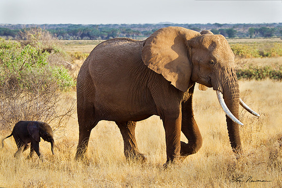 "Little Tyke" African Elephant