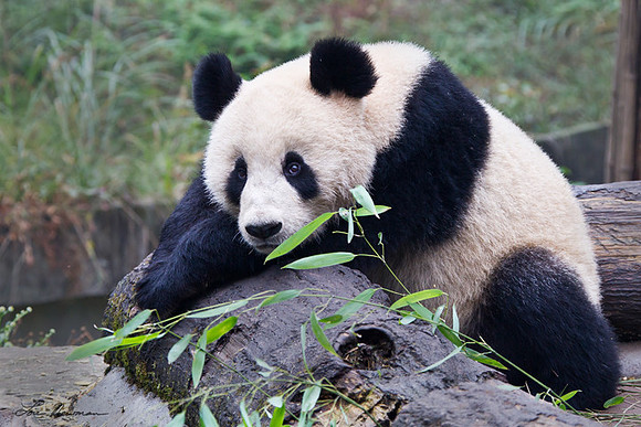 "Lonesome" Giant Panda