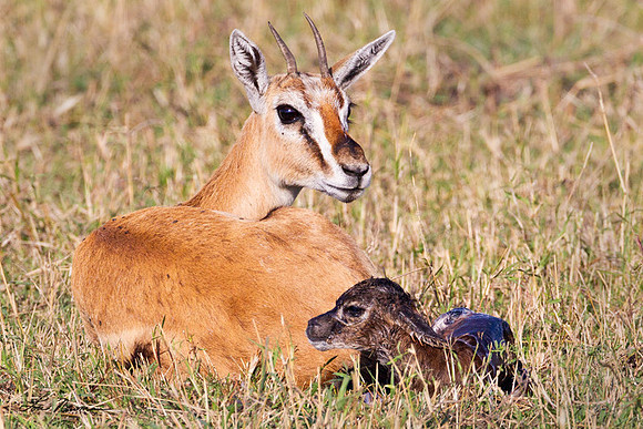 "Newborn" Thomsons Gazelle