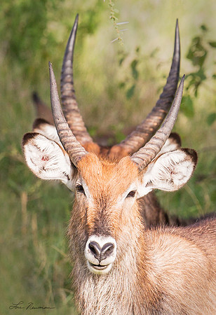 "Harmonious" Common Waterbuck, Tanzania Africa