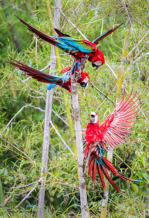 “Three’s A Crowd” –  Red-and-green Macaw, Peru