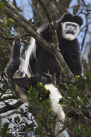 Black and White Colobus