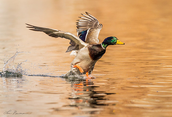 "Liftoff" Mallard, New Mexico