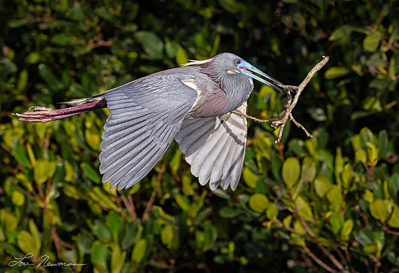 A Biiig Nest - Tricolored Heron - Florida