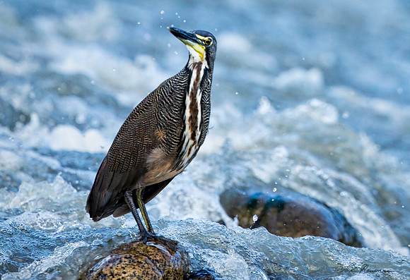 “Fishing” –  Fasciated Tiger-heron, Peru