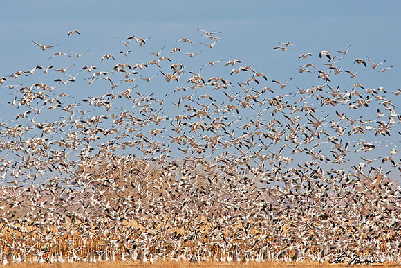 Snow Geese