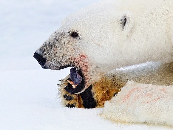 "CleanupTime" Polar Bear
