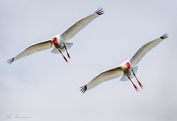 Gliding In _ White Ibis