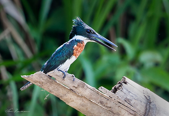 “A Waiting Game” –  Amazon Kingfisher, Peru
