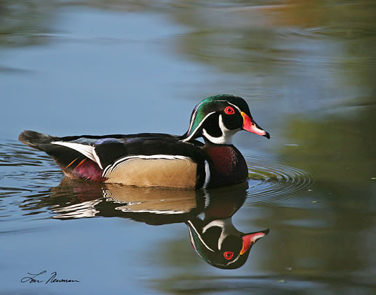 "Reflection" Wood Duck