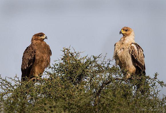 "Two of a Kind" Tawny Eagle, Tanzania Africa