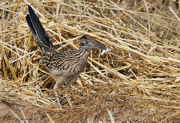 Caught You - Greater Roadrunner - New Mexico