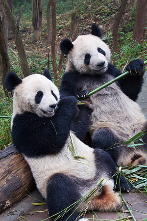 "Bamboo Heaven" Giant Pandas