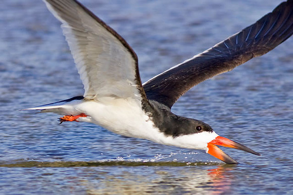 "Skimming" Black Skimmer