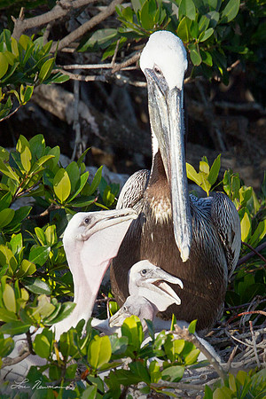 "So Ugly They're Cute" Brown Pelicans