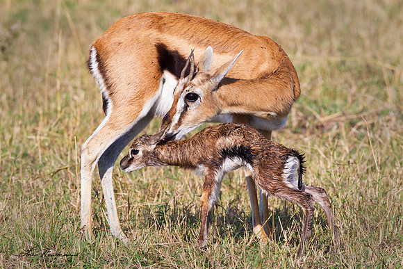 "First Legs"_ Thomsons Gazelle