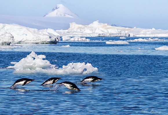 Follow The Leader - Adele Penguins - Antarctica