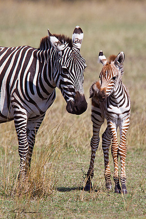"Serenity" Zebra