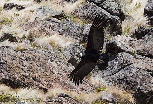 Big Boy - Andean Condor - Ecuador