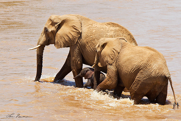 "Sheperding" African Elephant