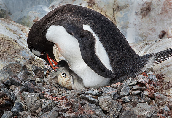 Just Hatched - Gentoo Penguins - Antarctica