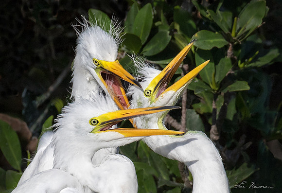 I'll Feed First _ Geat Egret Chicks