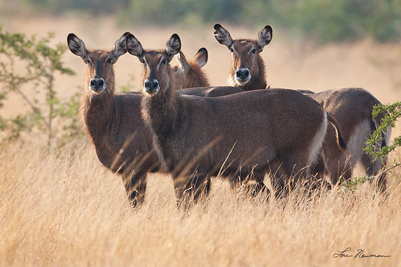 "Startled" Waterbuck