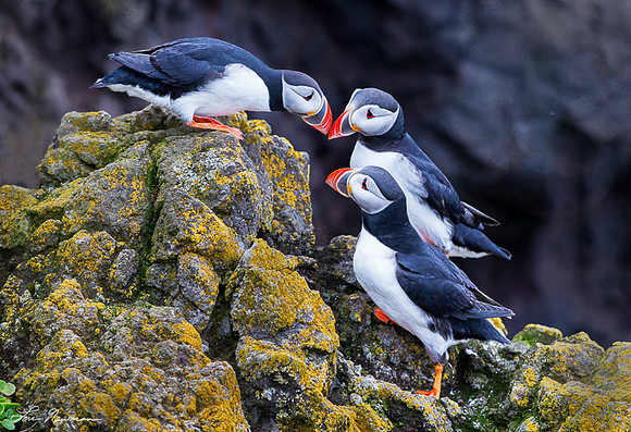 Listen Up - Atlantic Puffins - Iceland