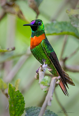 “Stunning” –  Gould’s Jewelfront, Peru
