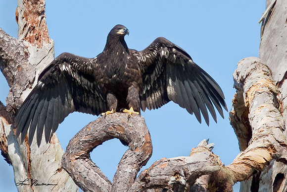 King Of The...... Bald Eagle