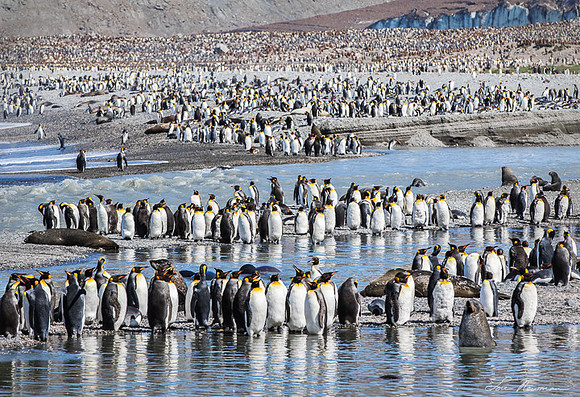 Flash Mob - King Penguins - South Georgia
