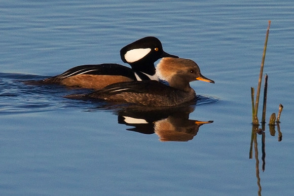 "A Pair" Hooded Merganser