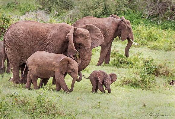 "Family Stroll" African Elephant, Tanzania Africa