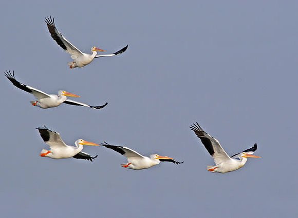 "Cruising" American White Pelicans