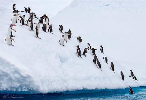 Preening Penguins - Gentoo Penguins - Antarctica