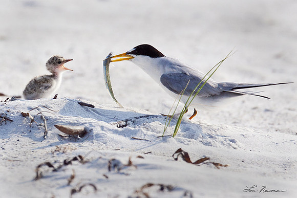 Least Terns