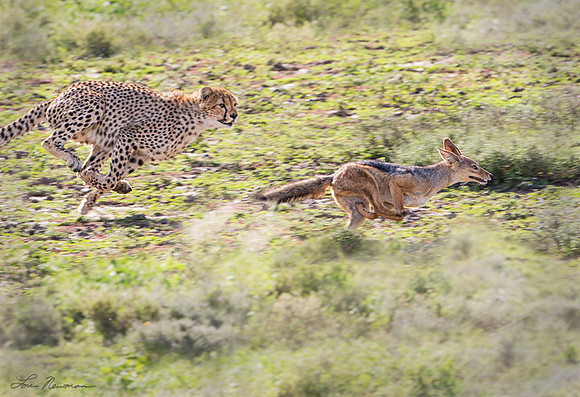 "Closing In" Cheetah & Black Backed Jackal, Tanzania Africa