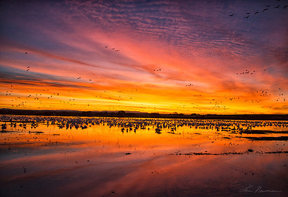 "Sunrise in Bosque" Bosque del Apache NWR New Mexico