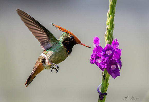 “Looking Good” –  Rufous-crested Coquette, Peru