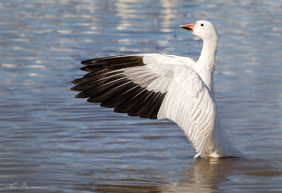 "Prime Specimen" Snow Goose, New Mexico