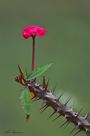 "Alone" Kenya
