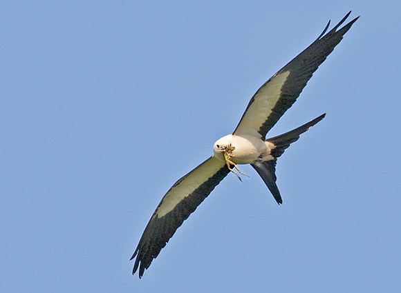 "Lunch On The Fly" Swallow-tailed Kite