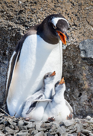 Chow Time - Gentoo Penguins - Antarctica