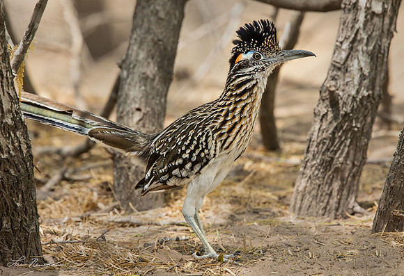 "Ready To Run" Greater Roadrunner, Texas