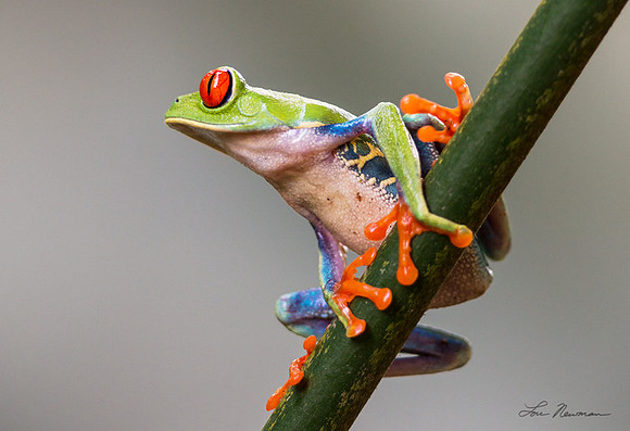 "Bug-eyed? Who, Me?" Red Eyed Tree Frog, Costa Rica